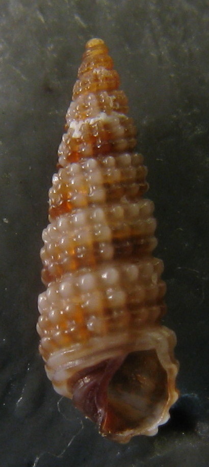 Tenerife,Canarie - Famiglia Cerithiidae